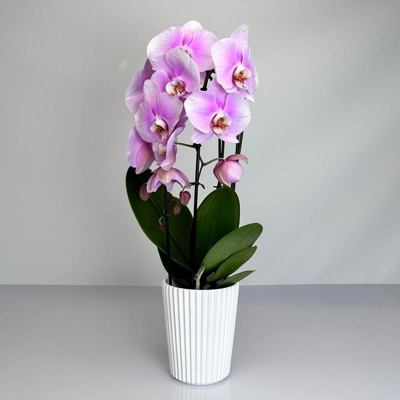 Poezja inspirowana naturą