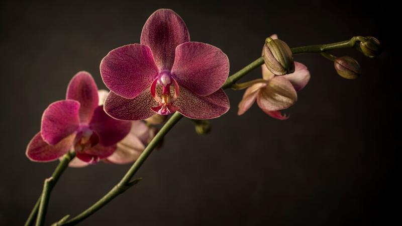 Wiersze o storczykach