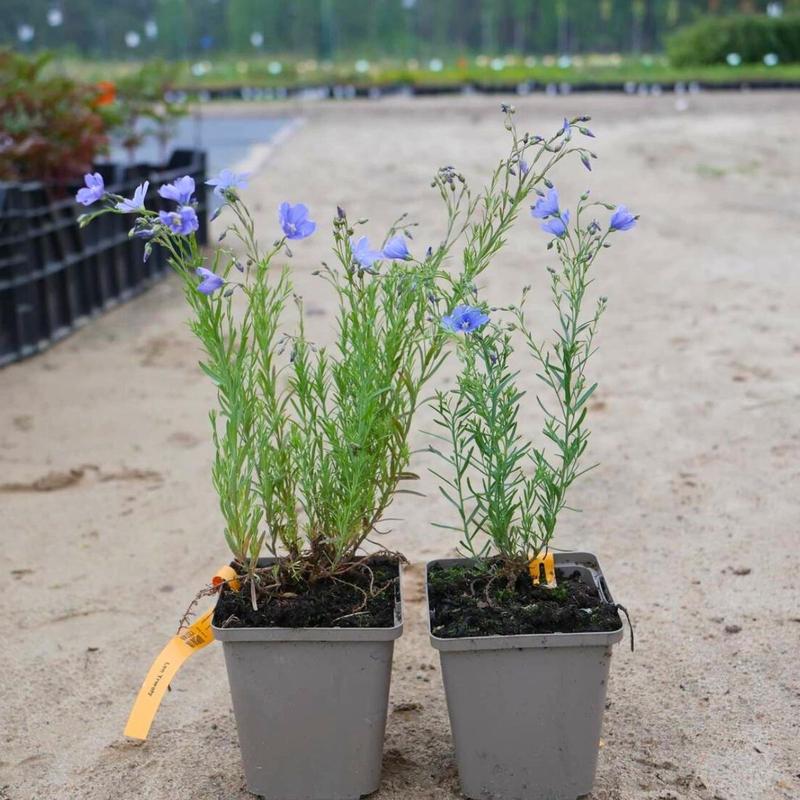 Opracowanie lektury Jak to ze lnem było