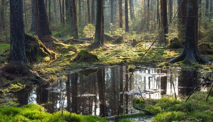 Obserwacja natury w terenie