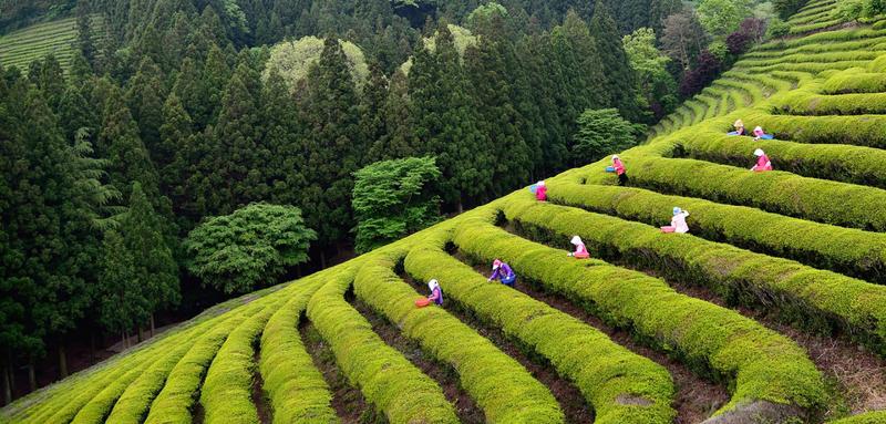 Reportaże i eseje o Korei Południowej
