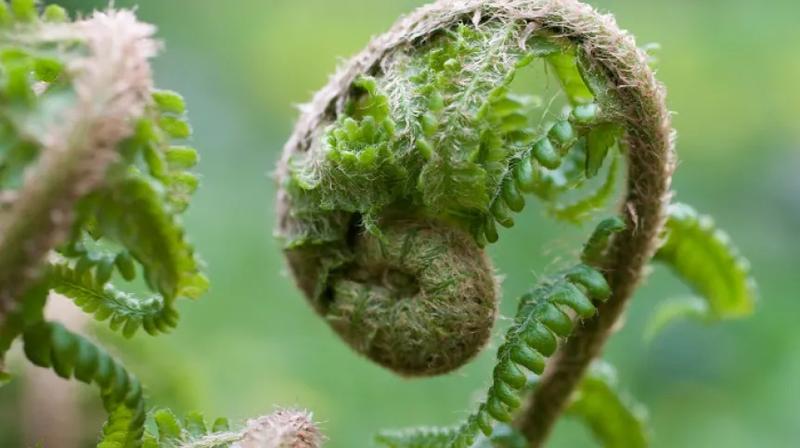 Symbolika kwiatów w literaturze