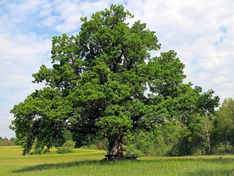 Co szumi w cieniu starego dębu? Odkryj magiczny tekst wiersza