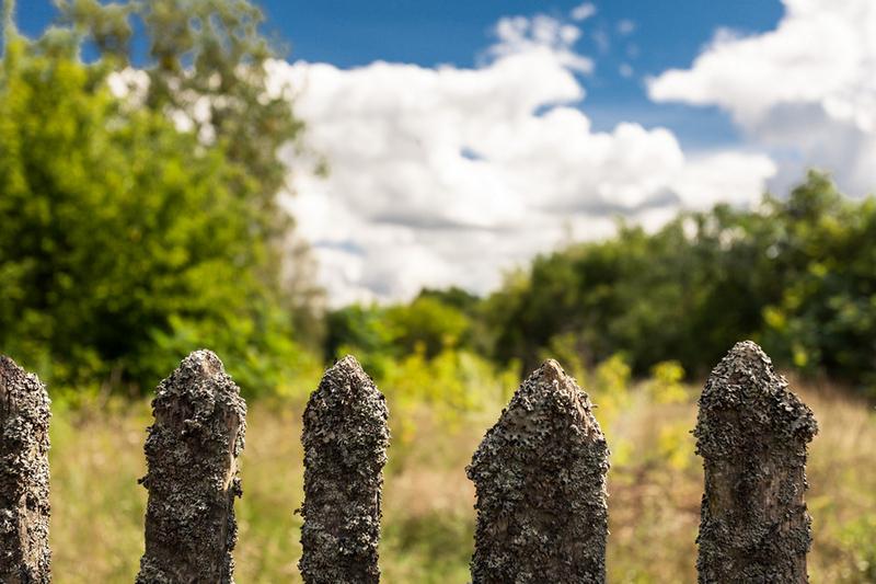 Odkrywając wdzięk sośni - wiersz, który zachwyca naturą