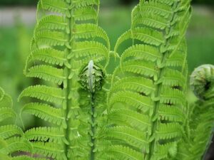 Wiersze o magii kwiatu paproci: odkryj ich sekretne piękno