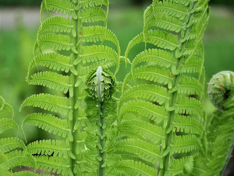 Wiersze o magii kwiatu paproci: odkryj ich sekretne piękno