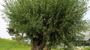 Odkryj magię przygód – streszczenie książki „O czym szumią wierzby”