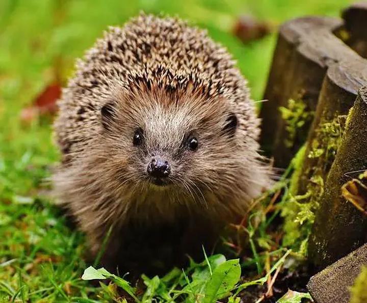 Rozprawiamy się z najpopularniejszymi mitami o zwierzętach